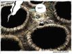 Political Cartoons by Michael Ramirez
