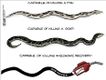 Political Cartoons by Steve Breen