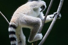 Pregnant primates delay Bransons lemur project - World News 