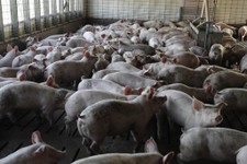  - 
              In this June, 28, 2012 photo, a portion of the livestock being raised by hog farmer Robert Young mill around in the climate-controlled hog barn on Young's family farm in Buckhart, Ill. 