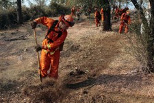  - 
              An inmate cleans out brush to build a fire line for structure protection from the Ponderosa Fire near Paynes Creek, Calif., Wednesday, Aug. 22, 2012. The Ponderosa Fire, which has scorc