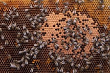  - 
              In this photo taken Monday, April 15, 2013, honey bees and the queen (with yellow dot) sit on a honeycomb in Wezembeek-Oppem near Brussels. EU Member States meet on Monday April 29, to 