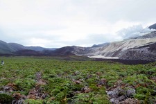  - 
              In this May 2013 photo provided by Google, Daniel Orellana of the Charles Darwin Foundation is shown crossing a field of ferns to reach some naturally­occurring sulfur mines on the top 