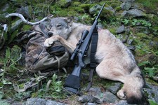  - 
              This Sept. 1, 2009 file photo provided by Robert Millage shows his rifle with a wolf he shot on the first day of wolf hunting season along the Lochsa River in Northern Idaho. A temporar