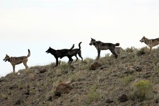 - 
              FILE - In this August 2012 file photo provided by Wolves of the Rockies, the Lamar Canyon wolf pack moves on a hillside in Yellowstone National Park, Wyo. As the progeny of wolves reint