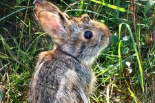  - 
              This undated photo provided by New Hampshire Fish and Game Department shows a New England cottontail rabbit. Wildlife officials say the New England cottontail could soon face extinction
