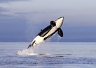 SeaWorld Ends Orca Breeding