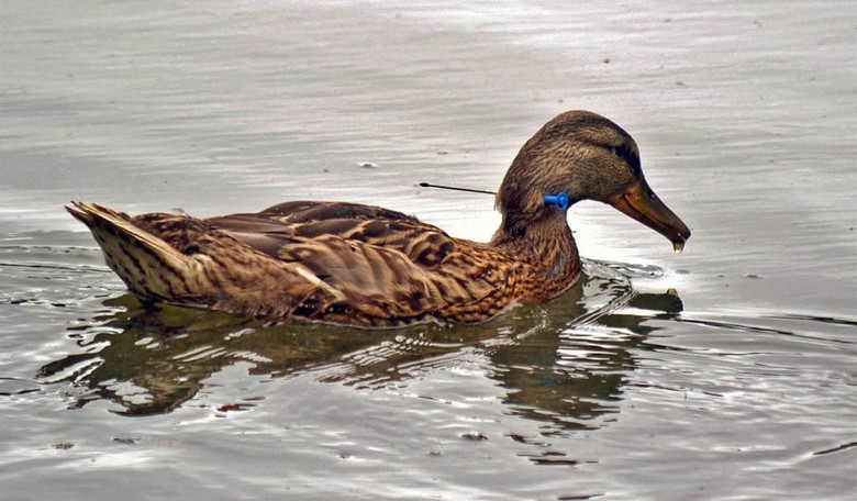 #Don'tPluckTheDuck