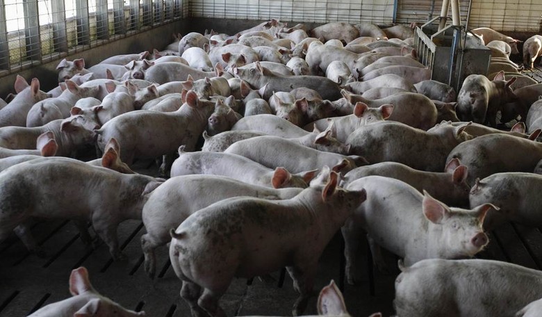 China Buys Lots of Pork