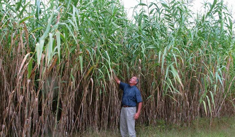 This One Crucial Trait May Determine The Winner Of The Biofuel Wars