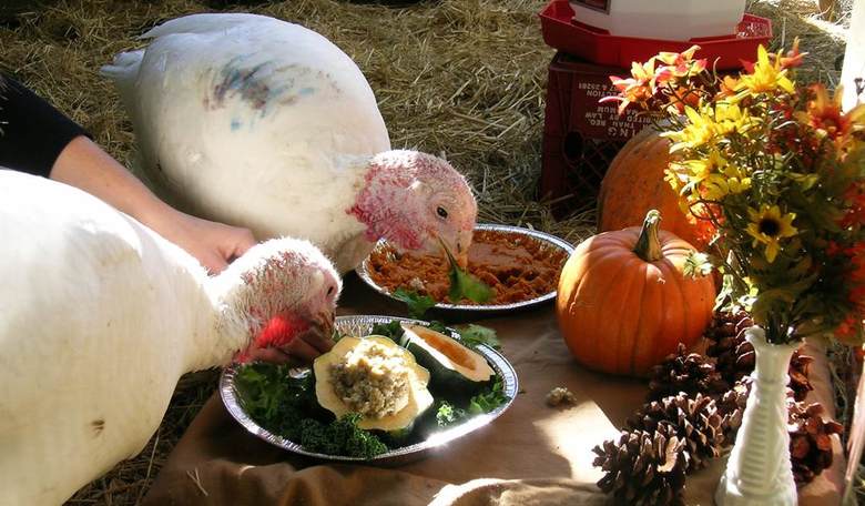 Have a Happy, Politics-Free Thanksgiving