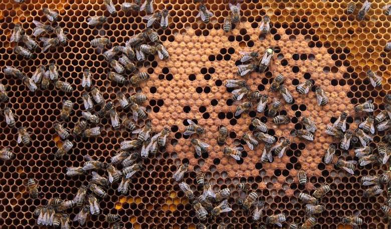 A Bee in Their Bonnet