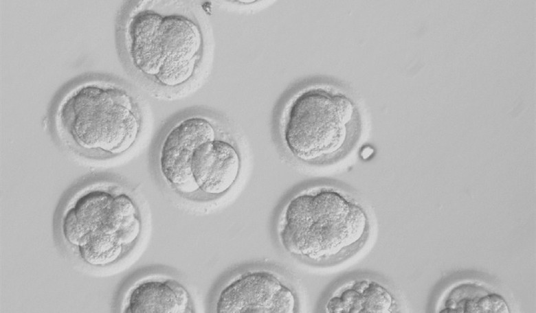 Sight to the Blind: Exciting New Tech Via Stem Cells