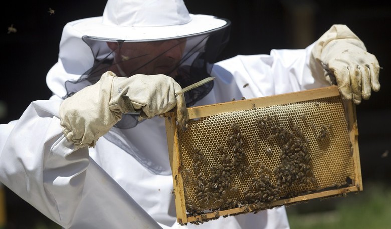 To Bee or Not to Bee