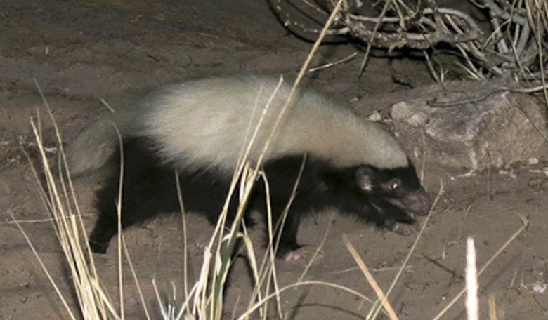 Skunks and Leakers