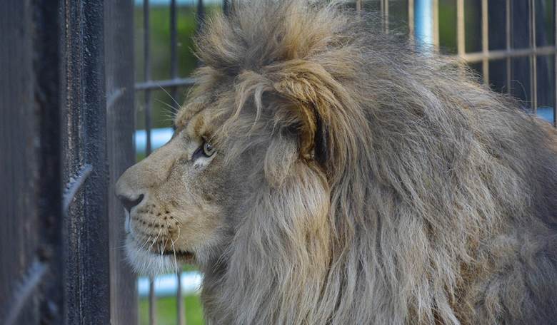 PETA IS FULL OF SHEETA: Anti-Hunters Go Apoplectic Over Melissa Bachman’s Lion Hunt