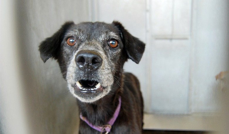 Thousands of Dogs Roaming the Streets of Detroit