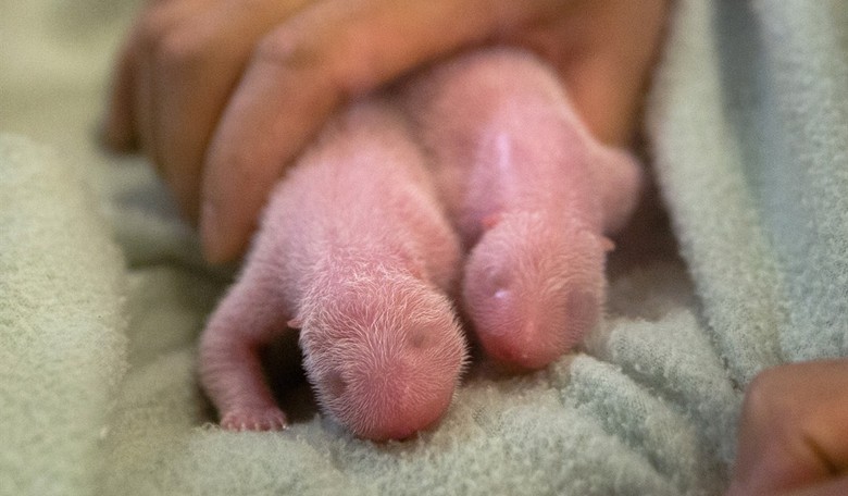 Mainstream Media Cares More About Baby Pandas Than Baby Humans 