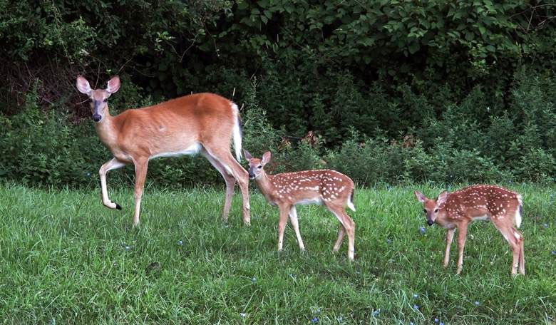 From Hunters & Fishermen to Greenies on Earth Day: “You’re Quite Welcome!” 