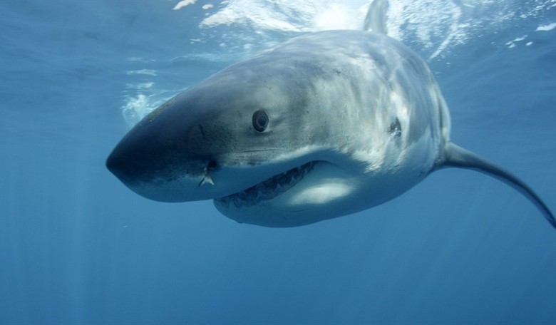A Place Where EVERY Week is "Shark Week"  
