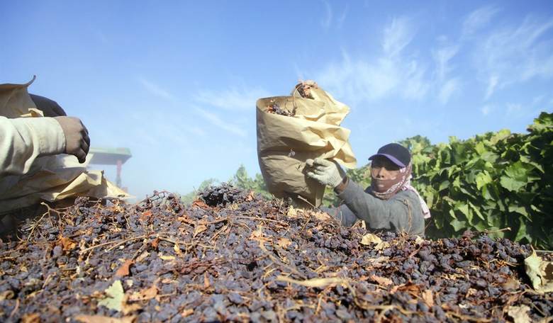No More Raisin Snatching for Farmers 
