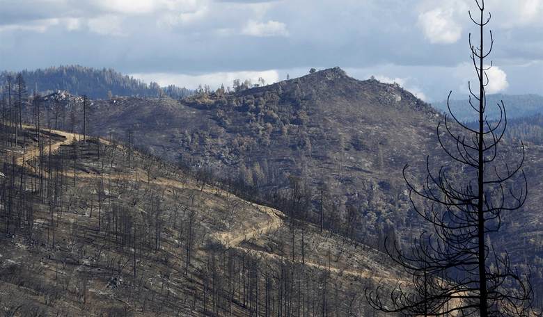 Forest Certification: Let The Free Market Work