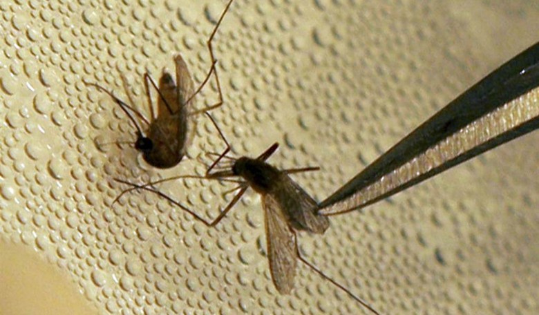 It Wasn't Malaria 