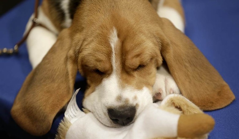 Taxpayer Funded Cruelty To Animals