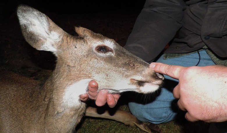Eat More Venison: The Deer Meat Diet