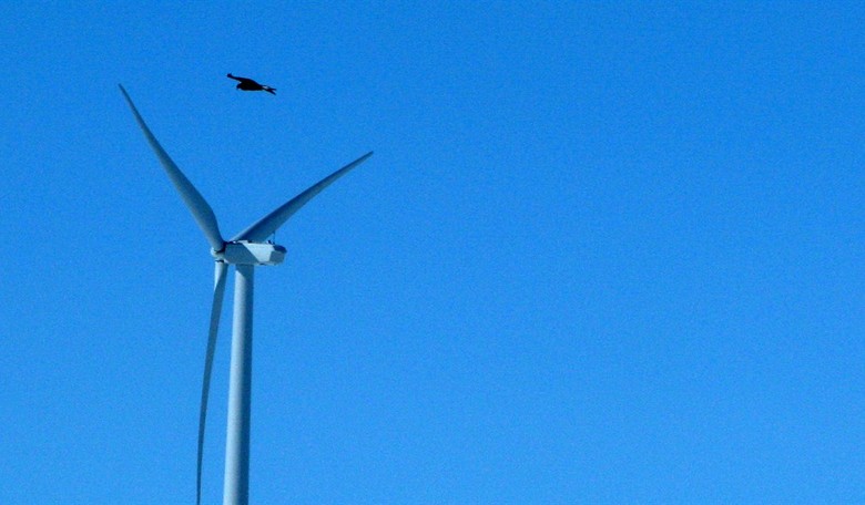 Death by Renewables