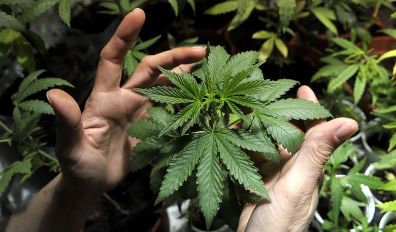 Let 50 Cannabis Flowers Bloom