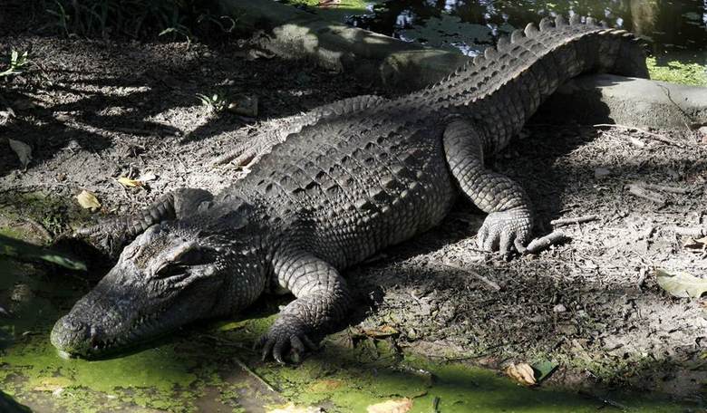 Flesh-Eating Drug ‘Krokidil’ Hits Chicago Yet DEA, Liberals Remain Unaware