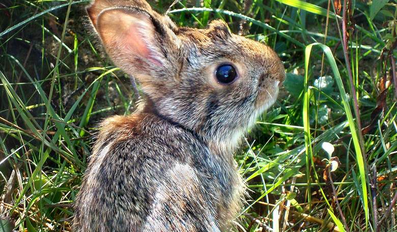 Polish Government Encourages Citizens to Breed Like Rabbits