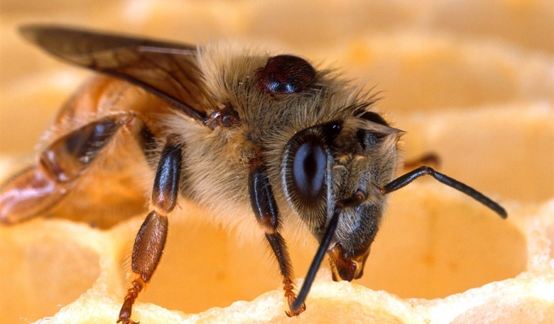The Internet Is A-BUZZ Over President Trump Holding a Bee