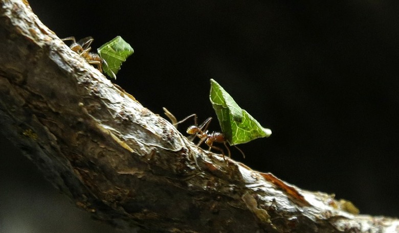 Man-Made Chaos: ‘Something’s Not Right,’ says the Ants