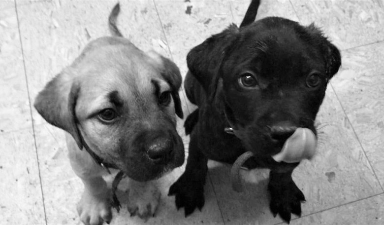 Dogs Can't Root Out Root Cause of Stress