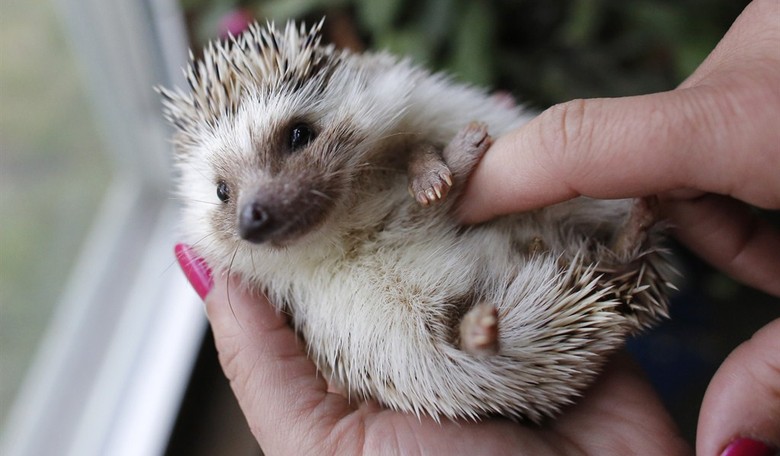 On Top of Everything Else, Now There's a Vietnamese Vampire Hedgehog