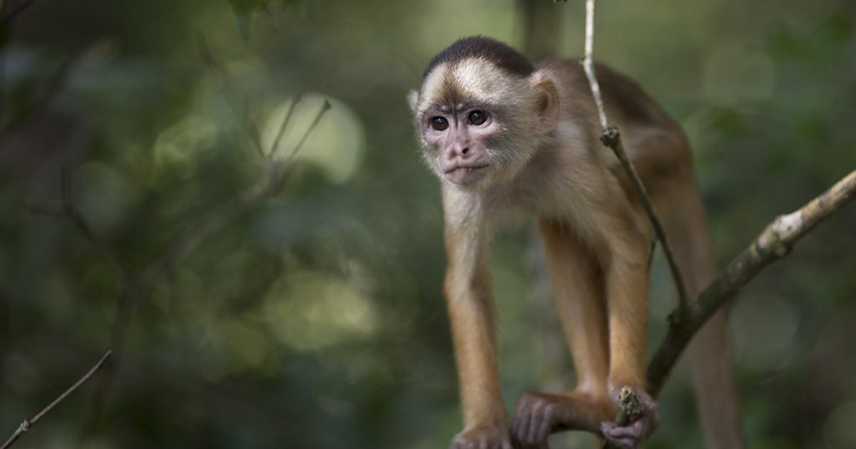 Buzz's Bedtime Stories: Monkey Burgers