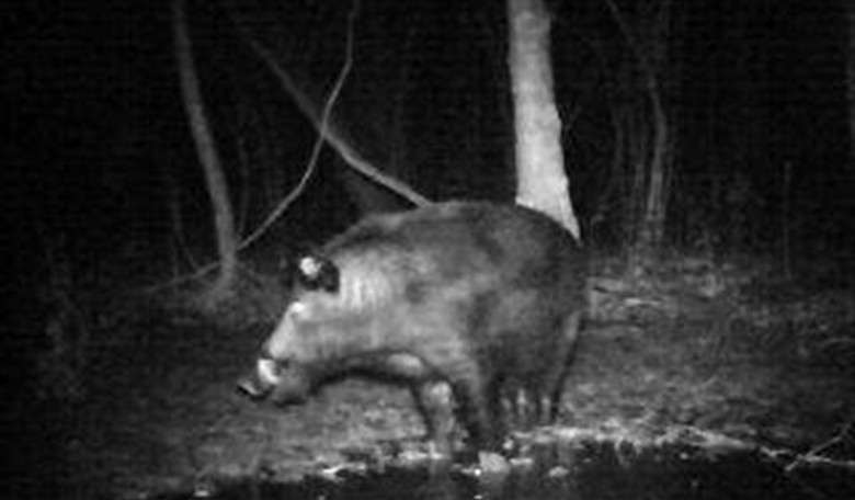 The Feral Hogs Guy Was Right: Pic of MASSIVE Hog Gets Twitter Talking