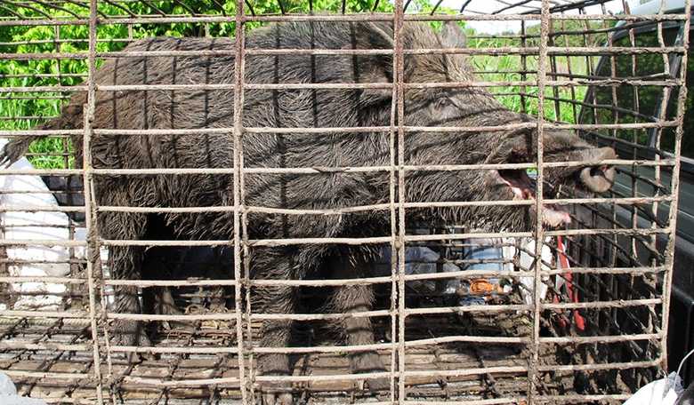 Canadian Bacon: Wild 'Super Pig' Population Boom In Canada Threatens Northern U.S. States