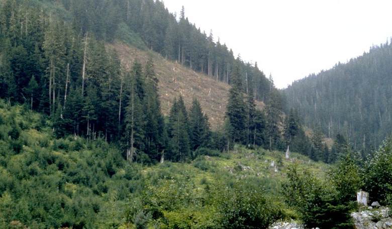 The Economic Futility of Allowing Logging in Tongass National Forest