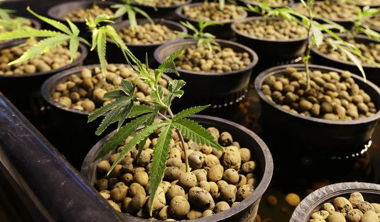 Oregon, Alaska to Vote On Legalizing Recreational Marijuana in November