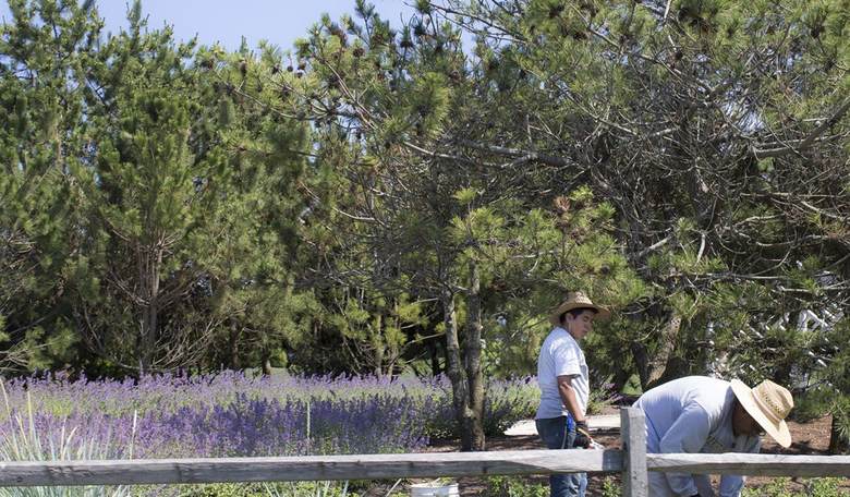In the Latest Illegal Immigrant Sob Story, NY Times Hilariously Laments, 'Who Will Cut the Shrubs?'