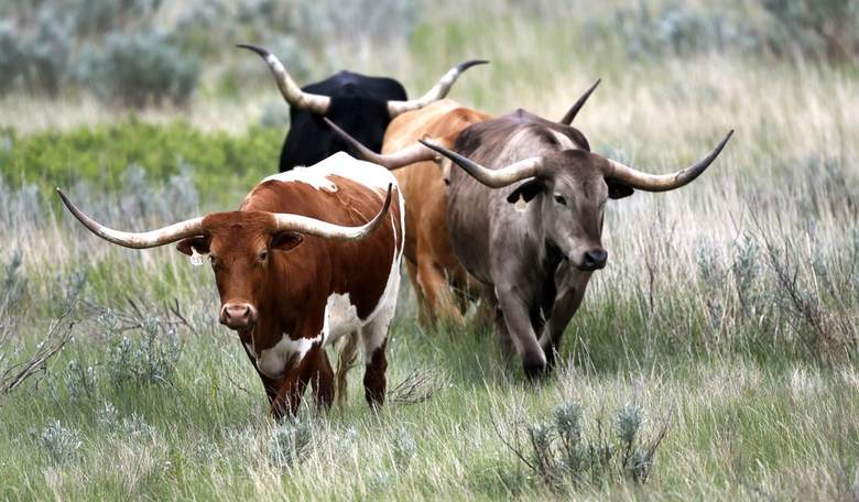Shake 'n Bake: A Little Hot Weather Burp Had Some Knees Knockin' About the Texas Electrical Grid