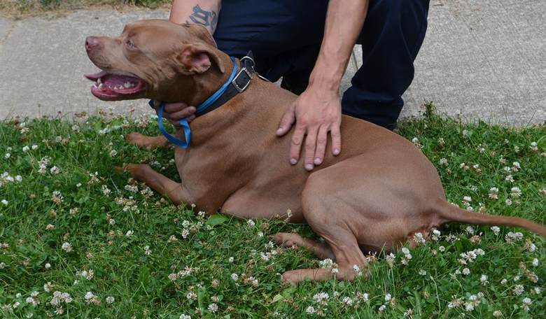 Feel-Good Friday: This 9-Year-Old Boy Dressed for Success to Adopt His New Best Friend 