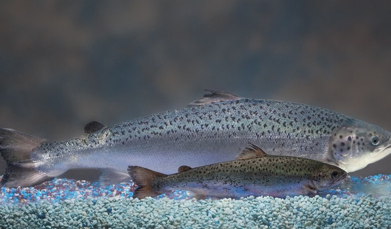 Sea Lions, Salmon, and a System Out of Balance