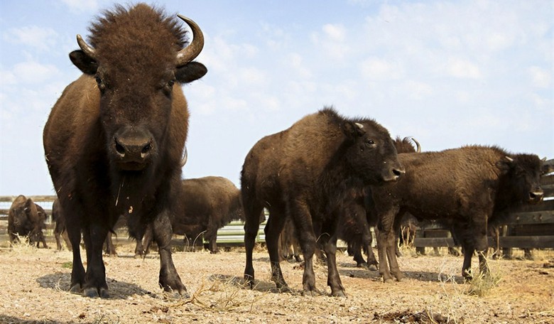 DEAR ANTI-HUNTING WIVES: Here’s A Rough Column Just For You