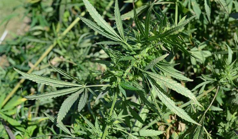 Libertarian and Medical Marijuana Could Decide Hot Florida Governor's Race