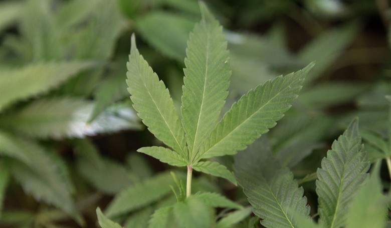 Marijuana Smoke Gets in Your Rights