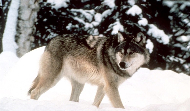 Obamacare, Republicans, "Crying Wolf", and Updating Priors